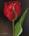 tn_Tulipano  rosso con foglia 50x60